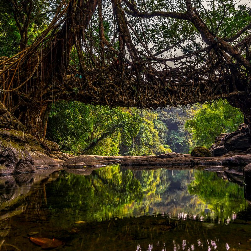 Nohwet Living Root Bridge near Mawlynnong