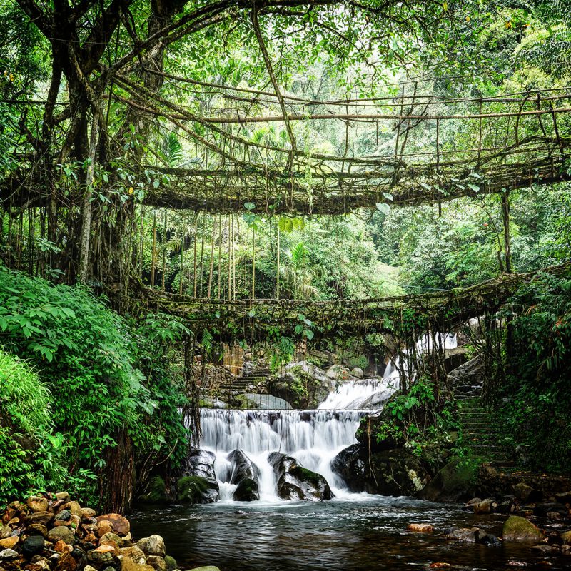 Double Decker Root Bridge, Nongriat