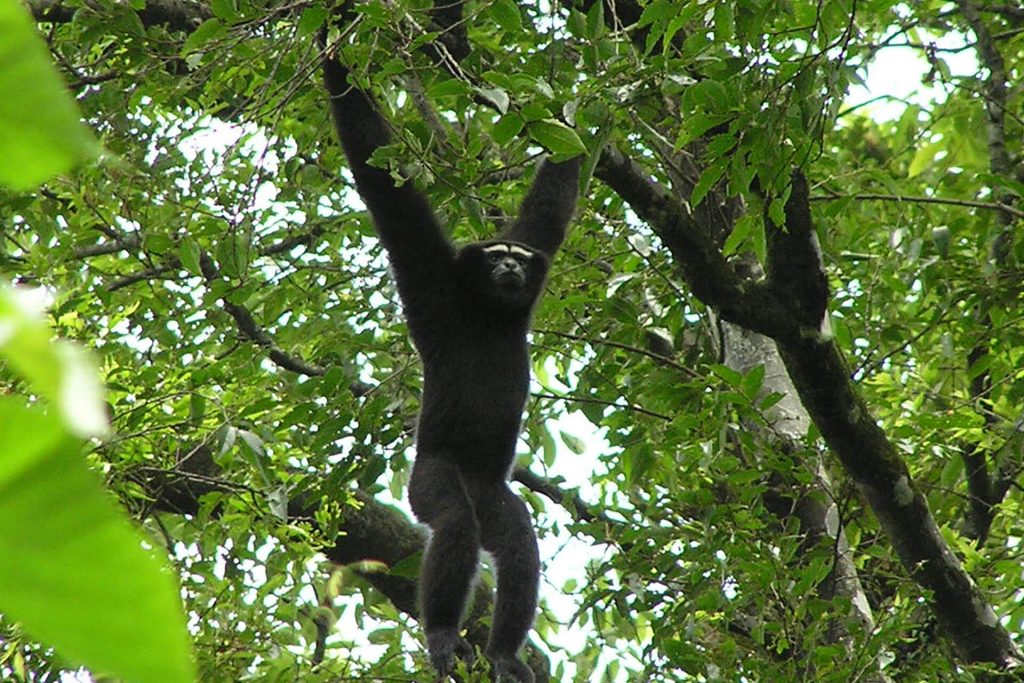 Hoolock Gibbon