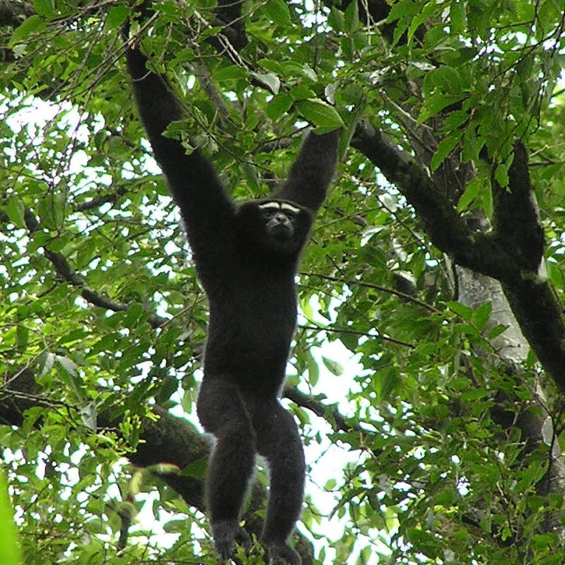 Hoolock Gibbon