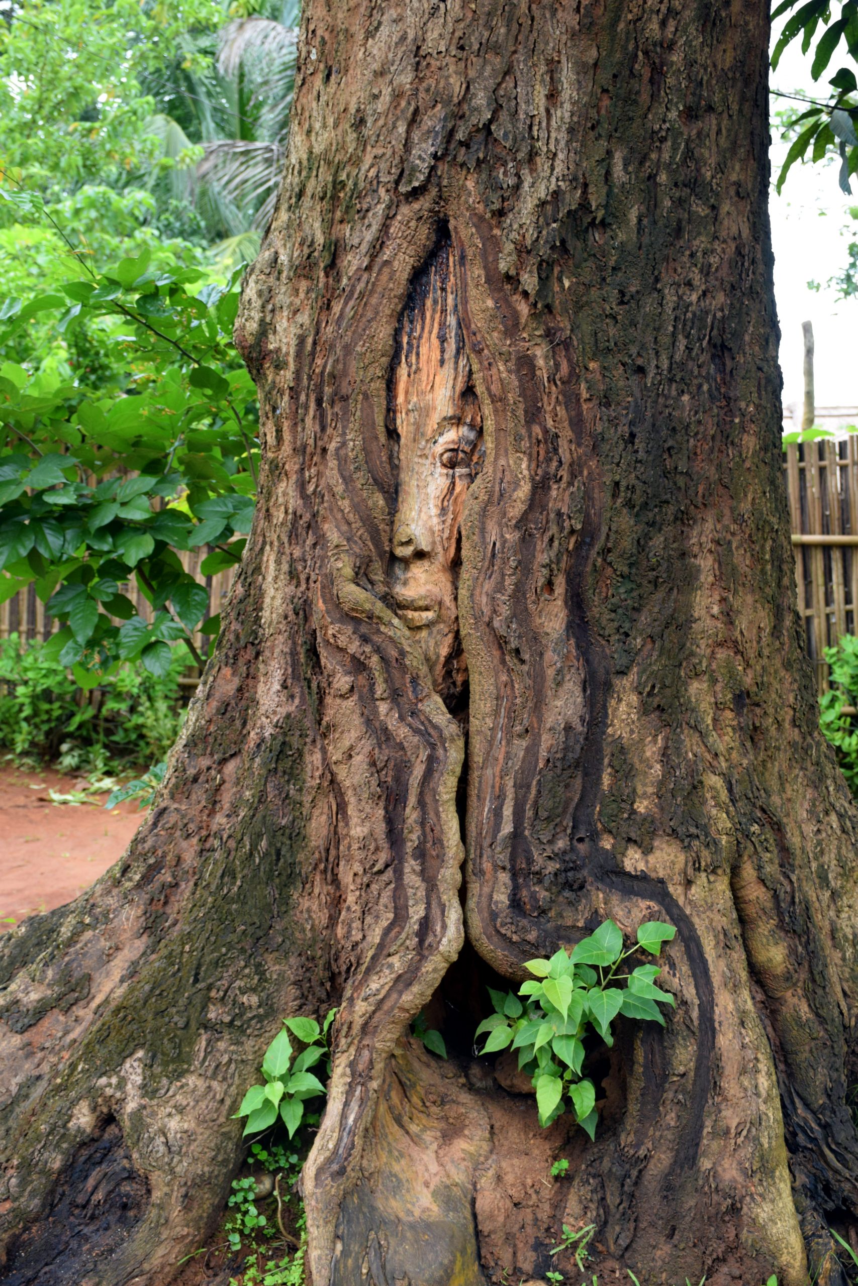 Tree Carving in Aminda Rangsa