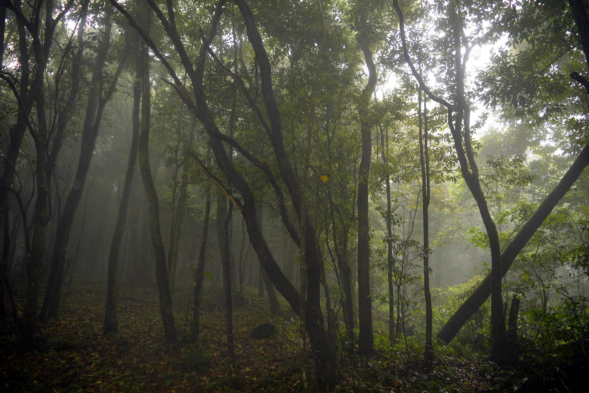 Nokrek Reserve