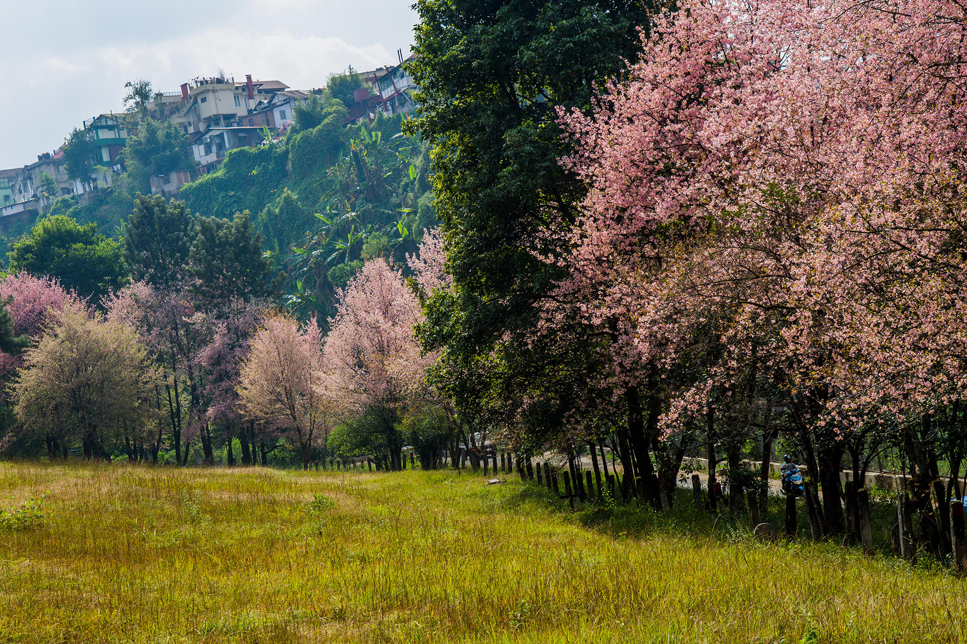 Autumn Cherry Blossoms