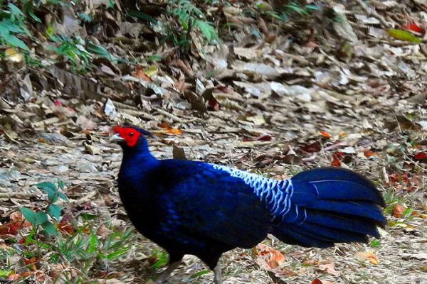 the-land-of-perpetual-winds-balpakram-national-park-experience3